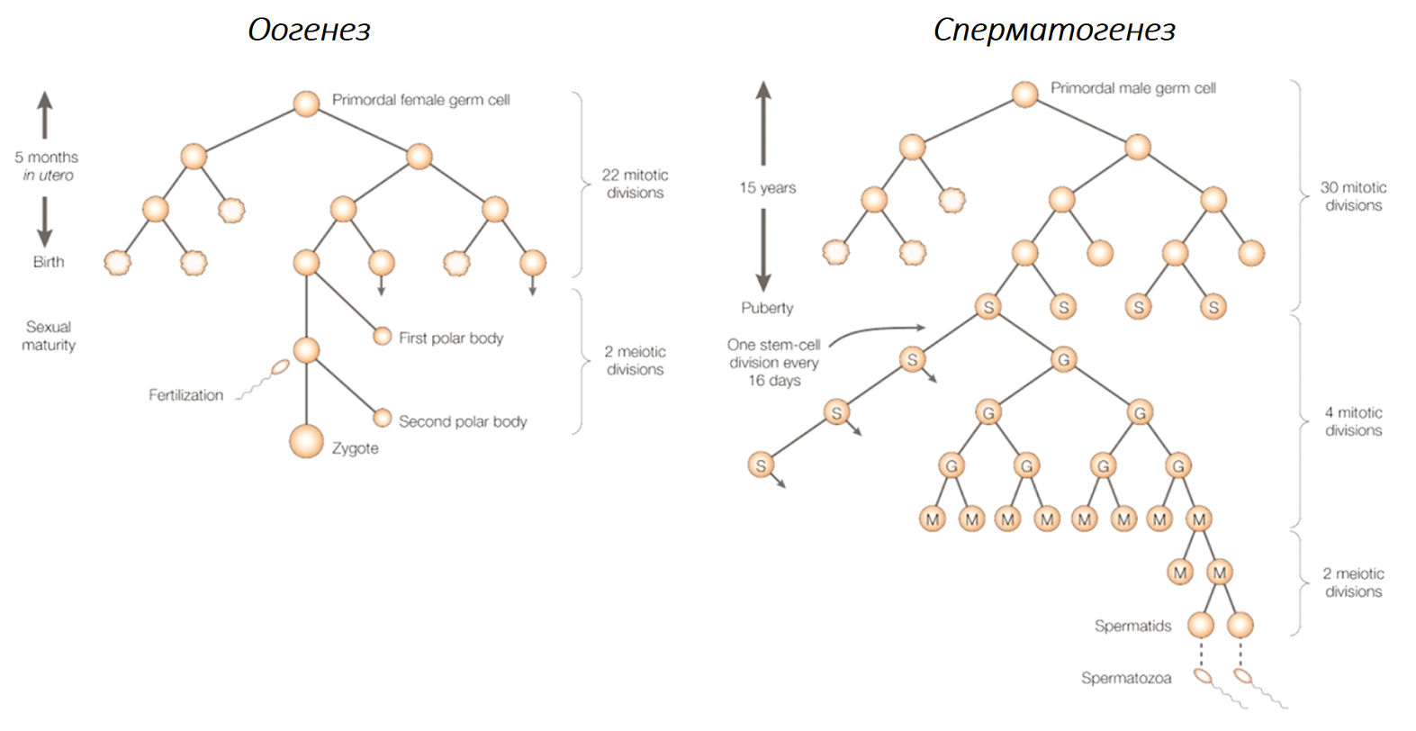 Сперматогенез и овогенез
